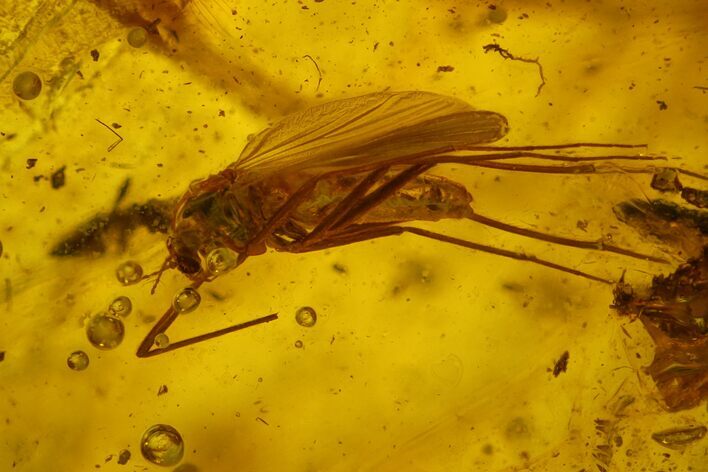 Detailed Female Fossil Fly (Chironomidae) In Baltic Amber #170045